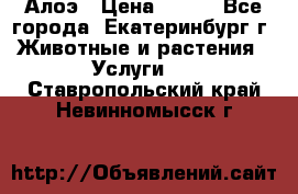 Алоэ › Цена ­ 150 - Все города, Екатеринбург г. Животные и растения » Услуги   . Ставропольский край,Невинномысск г.